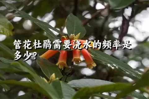 管花杜鹃需要浇水的频率是多少？