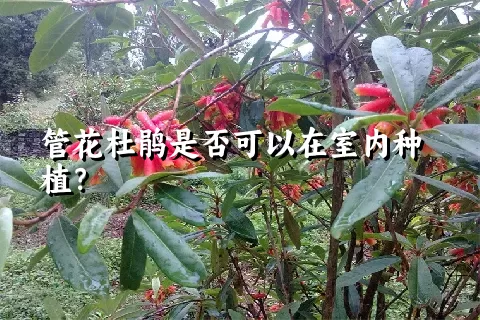 管花杜鹃是否可以在室内种植？