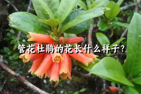 管花杜鹃的花长什么样子？