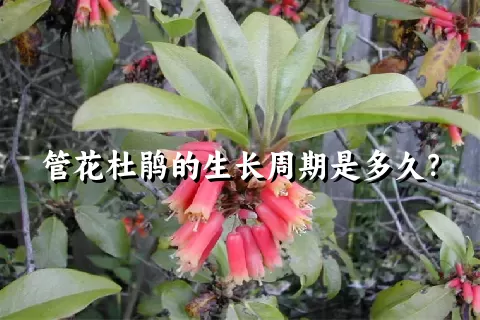 管花杜鹃的生长周期是多久？