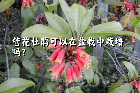 管花杜鹃可以在盆栽中栽培吗？