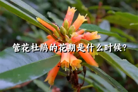 管花杜鹃的花期是什么时候？