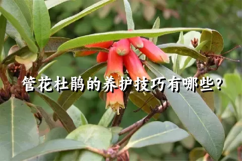 管花杜鹃的养护技巧有哪些？