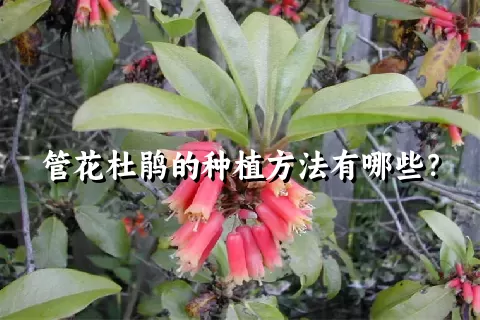 管花杜鹃的种植方法有哪些？