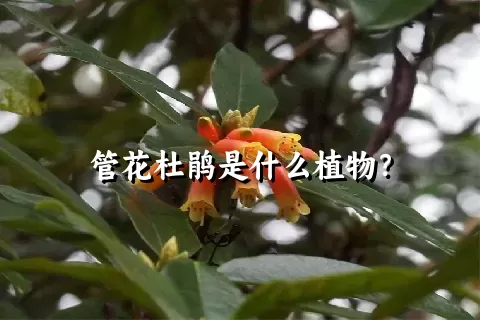 管花杜鹃是什么植物？