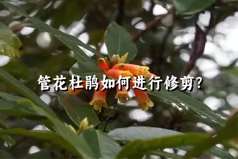 管花杜鹃如何进行修剪？