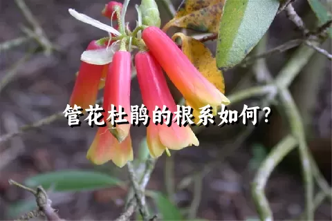 管花杜鹃的根系如何？