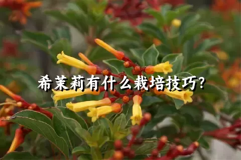 希茉莉有什么栽培技巧？