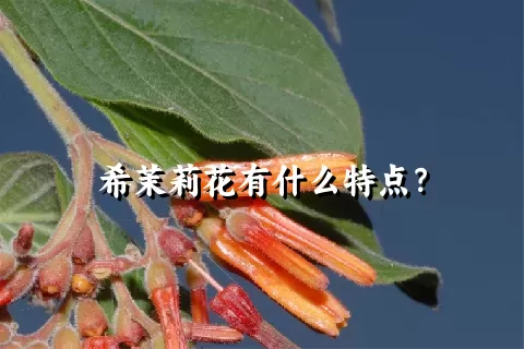 希茉莉花有什么特点？