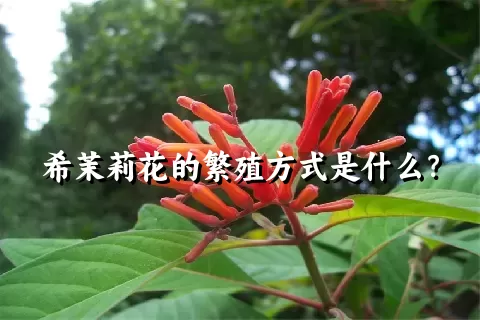 希茉莉花的繁殖方式是什么？