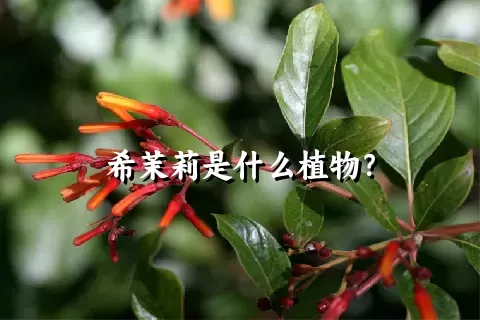 希茉莉是什么植物？