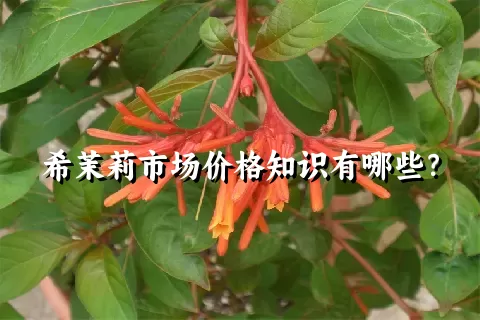 希茉莉市场价格知识有哪些？