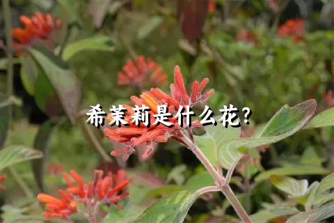 希茉莉是什么花？