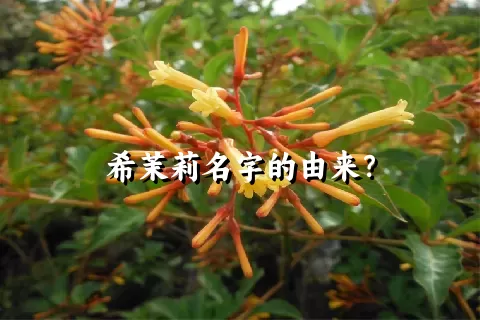 希茉莉名字的由来？