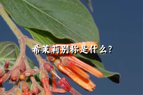 希茉莉别称是什么？