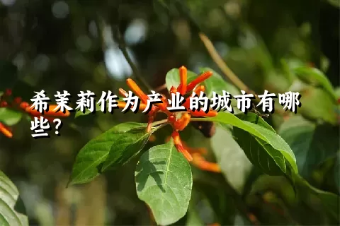 希茉莉作为产业的城市有哪些？