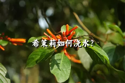 希茉莉如何浇水？