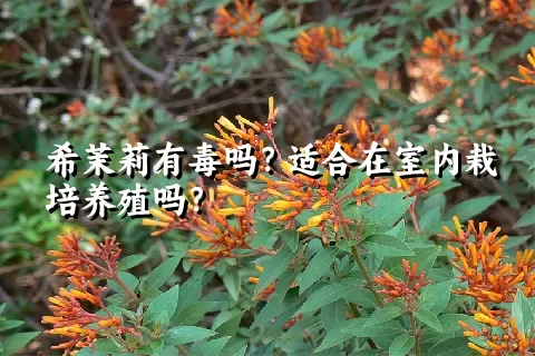 希茉莉有毒吗？适合在室内栽培养殖吗？