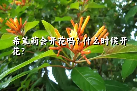 希茉莉会开花吗？什么时候开花？