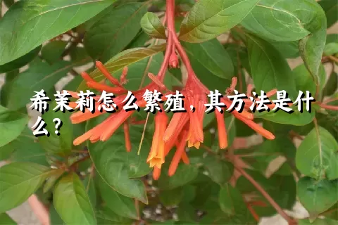 希茉莉怎么繁殖，其方法是什么？