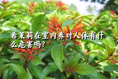 希茉莉在室内养对人体有什么危害吗？