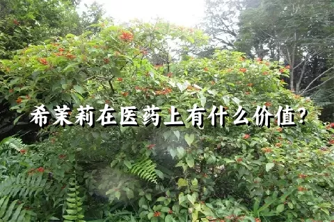 希茉莉在医药上有什么价值？