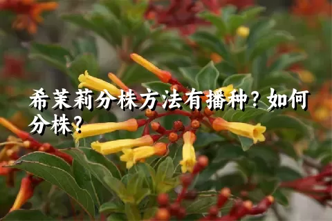 希茉莉分株方法有播种？如何分株？