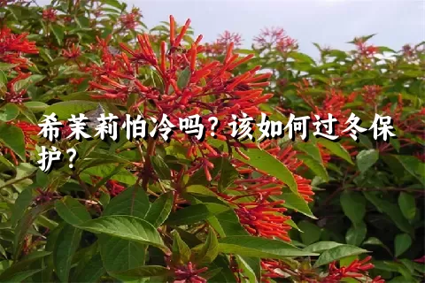 希茉莉怕冷吗？该如何过冬保护？