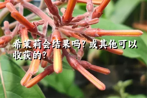 希茉莉会结果吗？或其他可以收获的？