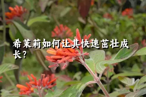 希茉莉如何让其快速茁壮成长？