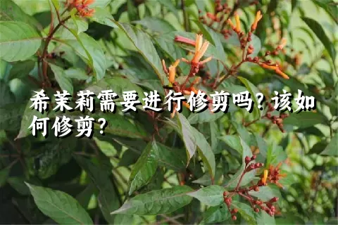 希茉莉需要进行修剪吗？该如何修剪？