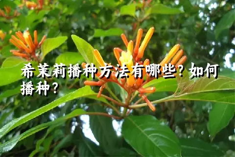 希茉莉播种方法有哪些？如何播种？