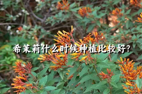 希茉莉什么时候种植比较好？