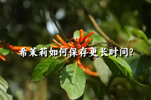 希茉莉如何保存更长时间？