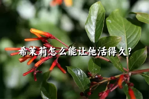 希茉莉怎么能让他活得久？