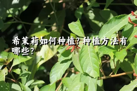 希茉莉如何种植？种植方法有哪些？