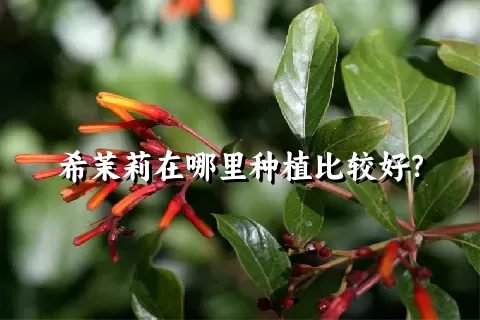 希茉莉在哪里种植比较好？