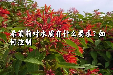 希茉莉对水质有什么要求？如何控制