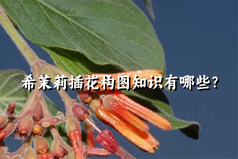 希茉莉插花构图知识有哪些？