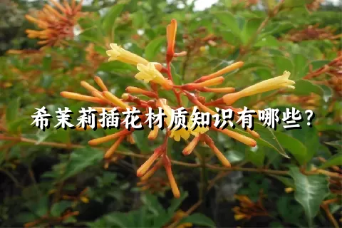 希茉莉插花材质知识有哪些？