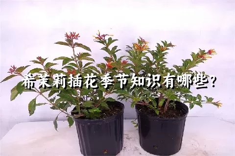 希茉莉插花季节知识有哪些？