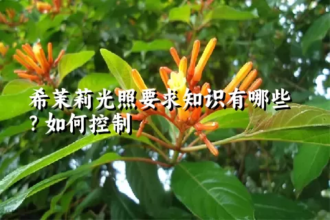 希茉莉光照要求知识有哪些？如何控制