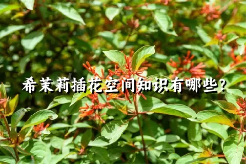 希茉莉插花空间知识有哪些？