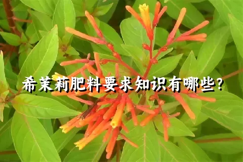 希茉莉肥料要求知识有哪些？