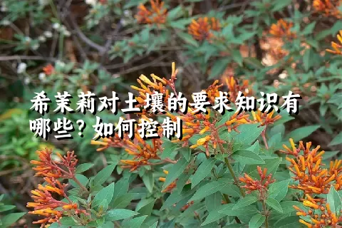 希茉莉对土壤的要求知识有哪些？如何控制