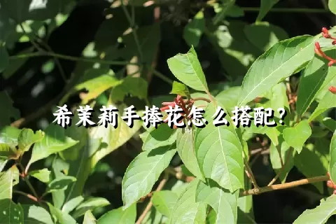 希茉莉手捧花怎么搭配？