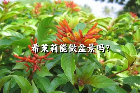 希茉莉能做盆景吗？