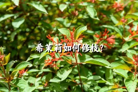 希茉莉如何修枝？