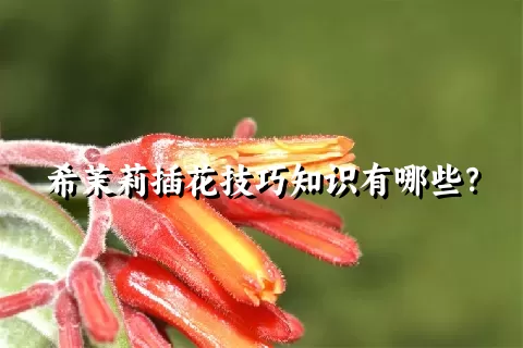 希茉莉插花技巧知识有哪些？