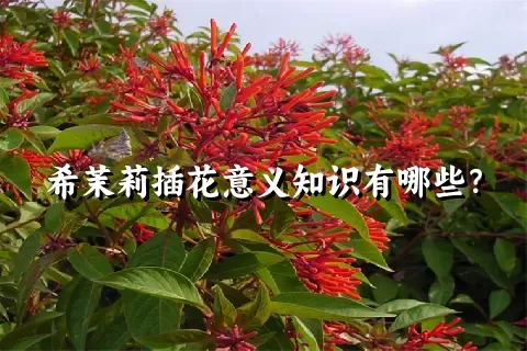 希茉莉插花意义知识有哪些？